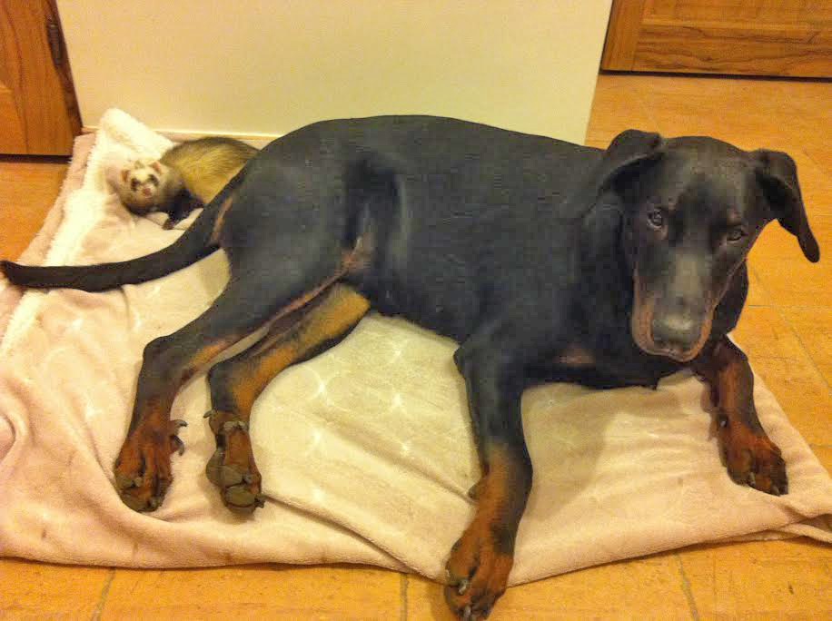 domainedelalicorne.fr photo chien beauceron photo chiot beauceron Elevage de beauceron chiot beauceron pure race élevage du clos de la licorne elevage des gardiens de la licorne elevage beauceron noir et feu authentique gros gabarits élevage de Beauceron familial sérieux et qualité domainedelalicorne.fr suivi des chiots conseil d’éducation chiot propre bas rouge santé caractère spécialiste du beauceron noir et feu ou arlequin chien rustique berger de France  nos chiots sont élevés avec amour et attention notre passion au service de la qualité Beauceron de qualité et sportif domaine de la licorne 04380 BARRAS élevage en liberté éleveur berger de beauce élevage de beauceron de travail 06 11 20 51 93 site domainedelalicorne.fr mail domainedelalicorne@gmail.com